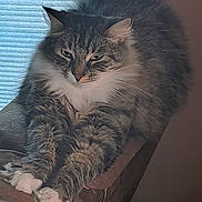 Dahlia joined the competition — help win amazing prizes! cat, long_hair, stretching, paws, couch, indoor, window, blind, furniture, pet, feline, whiskers, relaxed, fluffy, tabby, white_paws, cozy, resting, animal, domestic