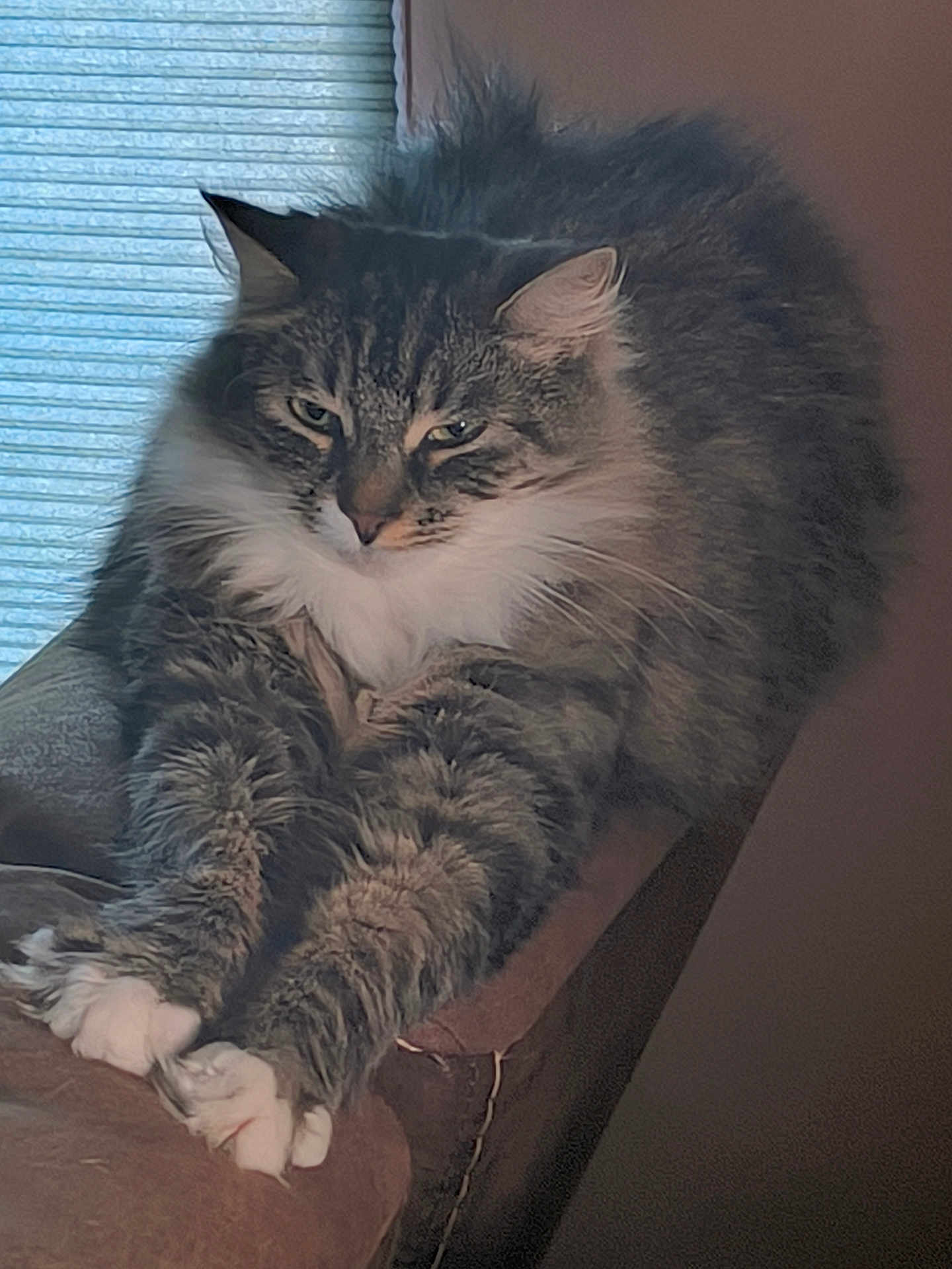 Dahlia joined the competition — help win amazing prizes! cat, long_hair, stretching, paws, couch, indoor, window, blind, furniture, pet, feline, whiskers, relaxed, fluffy, tabby, white_paws, cozy, resting, animal, domestic