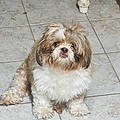 Rosa L.