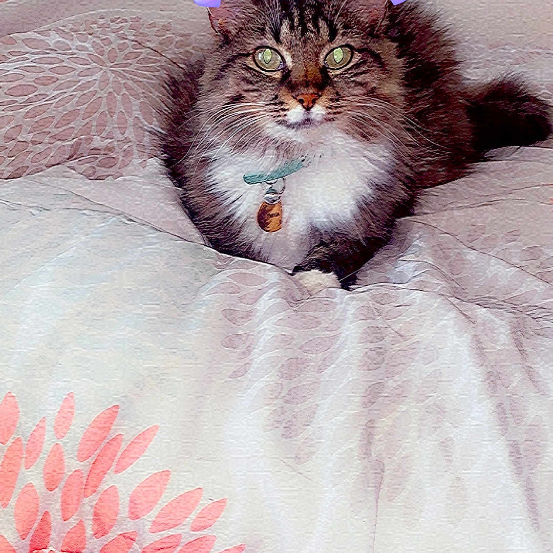 Frejia is registered to the contest to win money with this photo: abyssinian, accessories, animal, bed, bedroom, blanket, cat, collar, confetti, furniture, homedecor, indoors, kitten, linen, manx, paper, pattern, pet, quilt, room