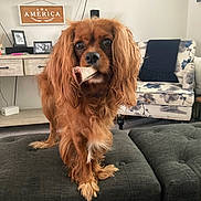 Albert is registered to the contest to win money with this photo: dog, cavalier_king_charles_spaniel, bone, living_room, ottoman, furniture, armchair, decor, pet, indoor, brown_dog, curtains, carpet, table, cushion, television, photography, close_up, cute, animal