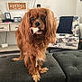dog, cavalier_king_charles_spaniel, bone, living_room, ottoman, furniture, armchair, decor, pet, indoor, brown_dog, curtains, carpet, table, cushion, television, photography, close_up, cute, animal