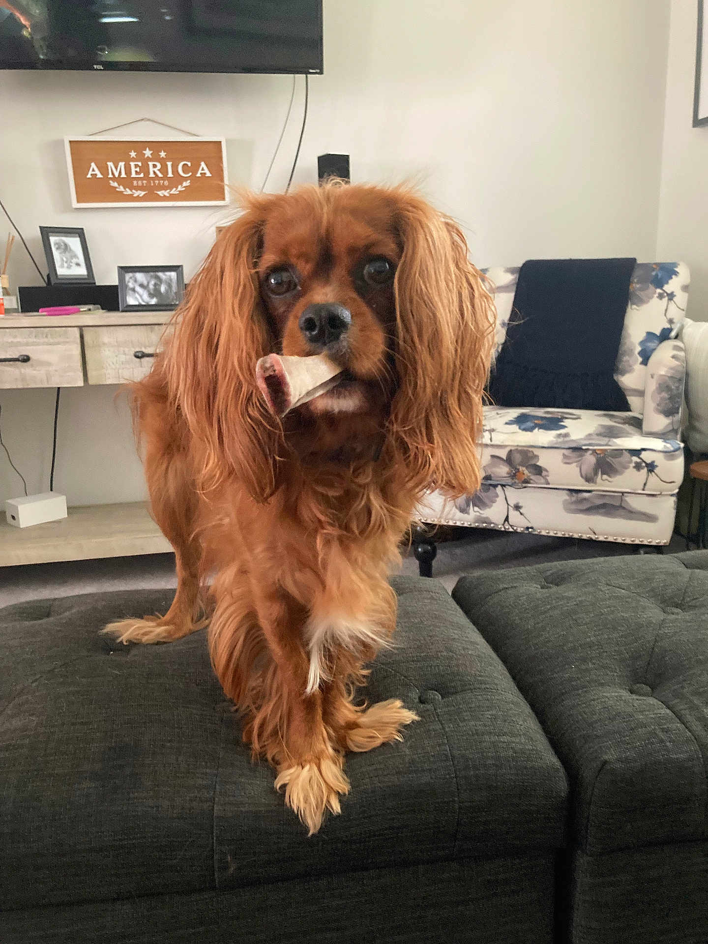 Albert is registered to the contest to win money with this photo: dog, cavalier_king_charles_spaniel, bone, living_room, ottoman, furniture, armchair, decor, pet, indoor, brown_dog, curtains, carpet, table, cushion, television, photography, close_up, cute, animal