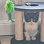 Bounty participe au concours pour gagner de l'argent avec cette photo : kitten, cat, scratching_post, toy, green_toy, bird_toy, floor, tile_floor, indoor, pet, feline, black_and_white, curious, young_cat, animal, cute, playful, small, whiskers, ears