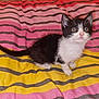 kitten, cat, black_and_white, pet, animal, cute, striped_blanket, indoor, fur, small, young, whiskers, alert, sitting, tail, bedspread, domestic, mammal, playful, feline