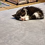 Bounty participe au concours pour gagner de l'argent avec cette photo : kitten, sleeping, black_and_white, cat, indoor, floor, blanket, tile_floor, storage_container, pet, cozy, small, fur, animal, resting, cute, paw, whiskers, relaxing, home