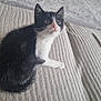 Bounty a rejoint le concours — aidez-le/la à gagner de superbes lots ! alert, animal, bed, black_and_white, blanket, cat, cozy, curious, cute, domestic_cat, feline, fur, indoor, kitten, paw, pet, resting, soft, whiskers, young