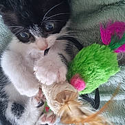 Bounty a rejoint le concours — aidez-le/la à gagner de superbes lots ! animal, black_and_white, cat, claws, close_up, curious, cute, feline, fuzzy_toy, green, indoor, kitten, paws, pet, pink, playing, soft_blanket, toy, whiskers, young