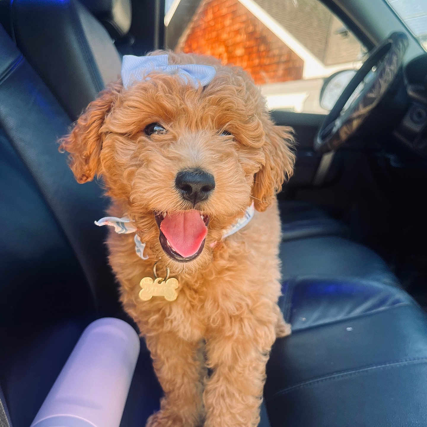 Oakley is registered to the contest to win money with this photo: accessories, alloywheel, animal, belt, canine, car, car_interior, carseat, carwheel, cushion, dog, homedecor, machine, pet, poodle, puppy, tape, terrier, transportation, vehicle