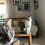 blanket, blurry, cat, curious, cushion, decor, ears, eyes, floor, framed_pictures, furniture, home, indoor, living_room, pet, photobomb, plant, table, whiskers, wood