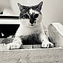 animal, black_and_white, cat, close_up, contrast, curious, domestic_cat, ears, eyes, feline, indoor, ledges, looking_down, paw, pet, portrait, sitting, texture, whiskers, wood