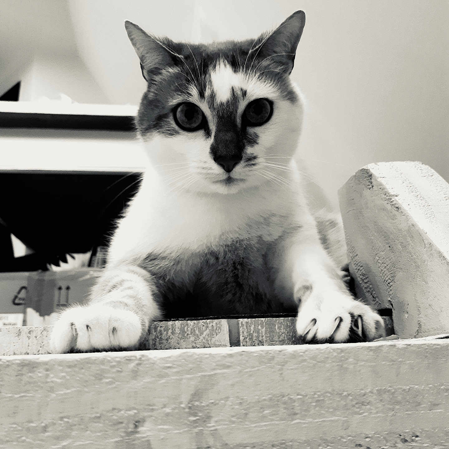 Marcel Jouan a rejoint le concours — aidez-le/la à gagner de superbes lots ! animal, black_and_white, cat, close_up, contrast, curious, domestic_cat, ears, eyes, feline, indoor, ledges, looking_down, paw, pet, portrait, sitting, texture, whiskers, wood