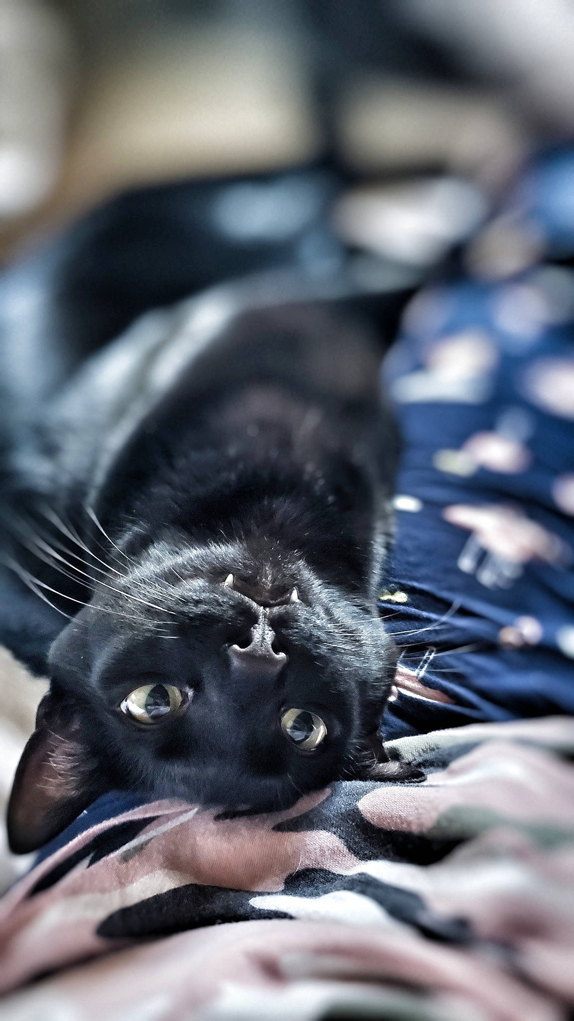 Loki Dirks Alicea is registered to the contest to win money with this photo: black_cat, canidae, carnivore, cat, claw, eye, felidae, fur, puppy, small_to_medium_sized_cats, snout, whiskers