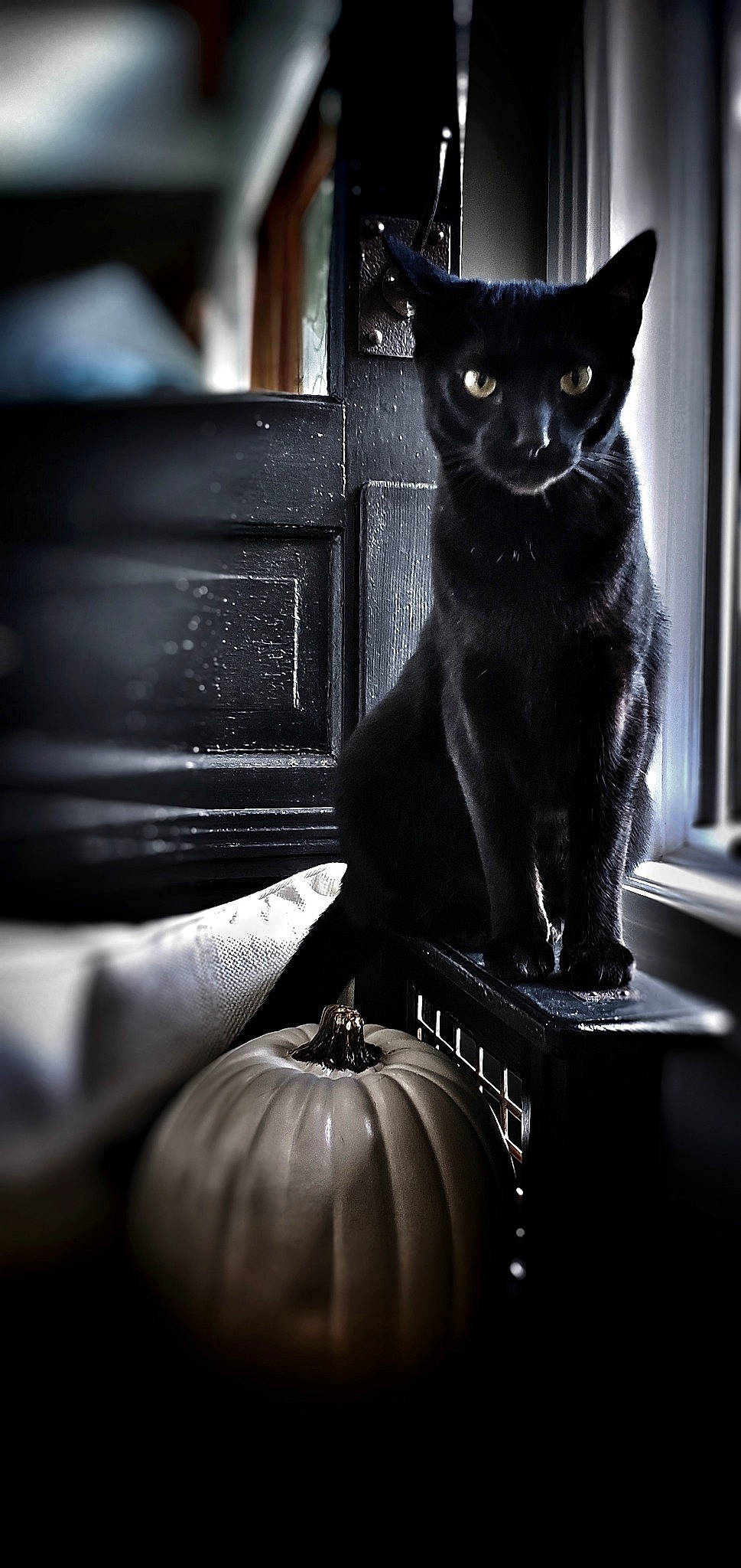 Loki Dirks Alicea is registered to the contest to win money with this photo: asian, black, black_and_white, black_cat, bombay, carnivore, cat, darkness, domestic_short_haired_cat, felidae, monochrome, photography, small_to_medium_sized_cats, snout, still_life_photography, whiskers, window