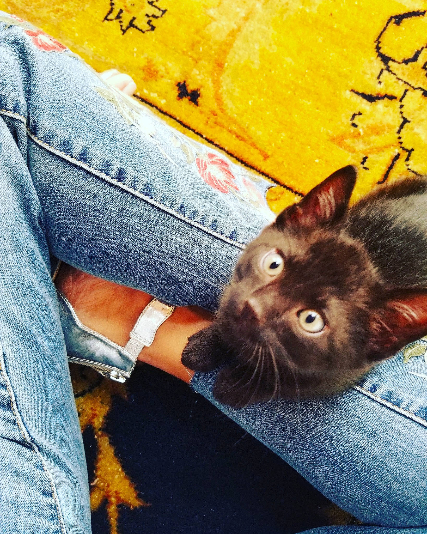 Loki Dirks Alicea joined the competition — help win amazing prizes! asian, black_cat, carnivore, cat, domestic_short_haired_cat, ear, european_shorthair, eye, felidae, fur, kitten, small_to_medium_sized_cats, snout, tabby_cat, whiskers, yellow