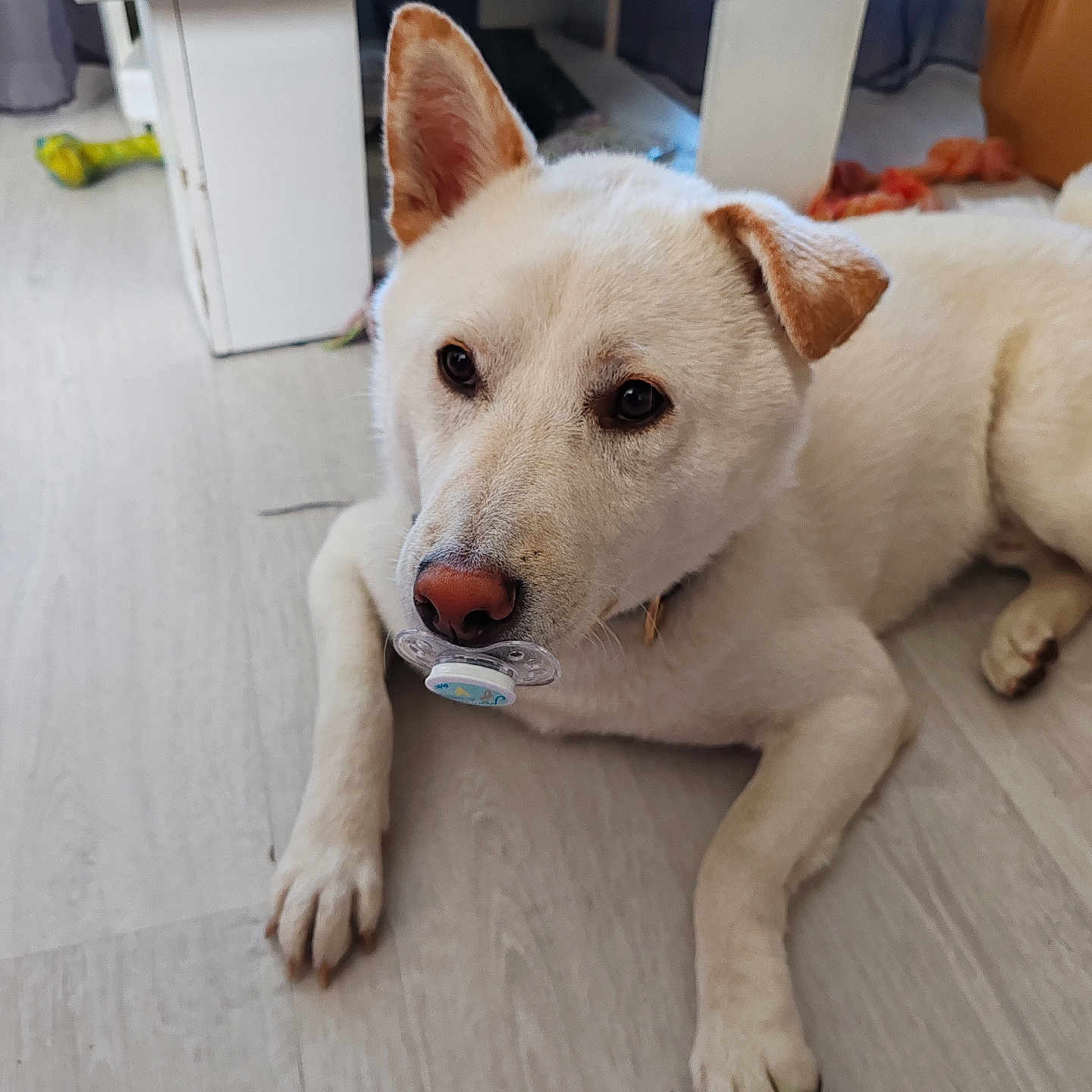 Timo participe au concours pour gagner de l'argent avec cette photo : animal, bodypart, canine, cup, desk, dog, finger, furniture, hand, hardwood, hound, husky, indoors, labradorretriever, pet, plywood, puppy, table, whitedog, wood