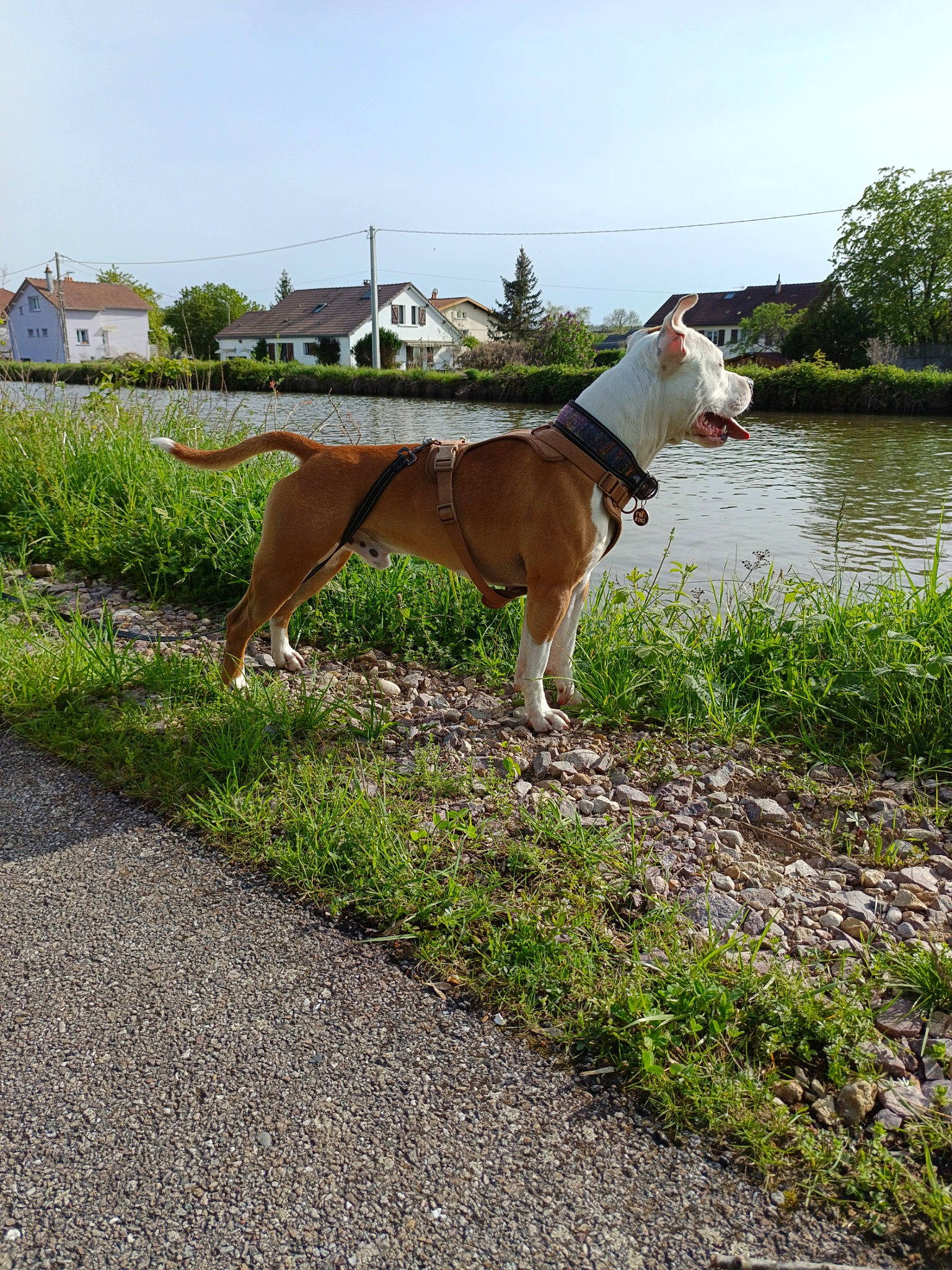 Tango participe au concours pour gagner de l'argent avec cette photo : asphalt, carnivore, collar, companion_dog, dog, dog_breed, dog_collar, fawn, grass, lake, landscape, leash, plant, road_surface, sky, sporting_group, tail, tree, water, working_animal