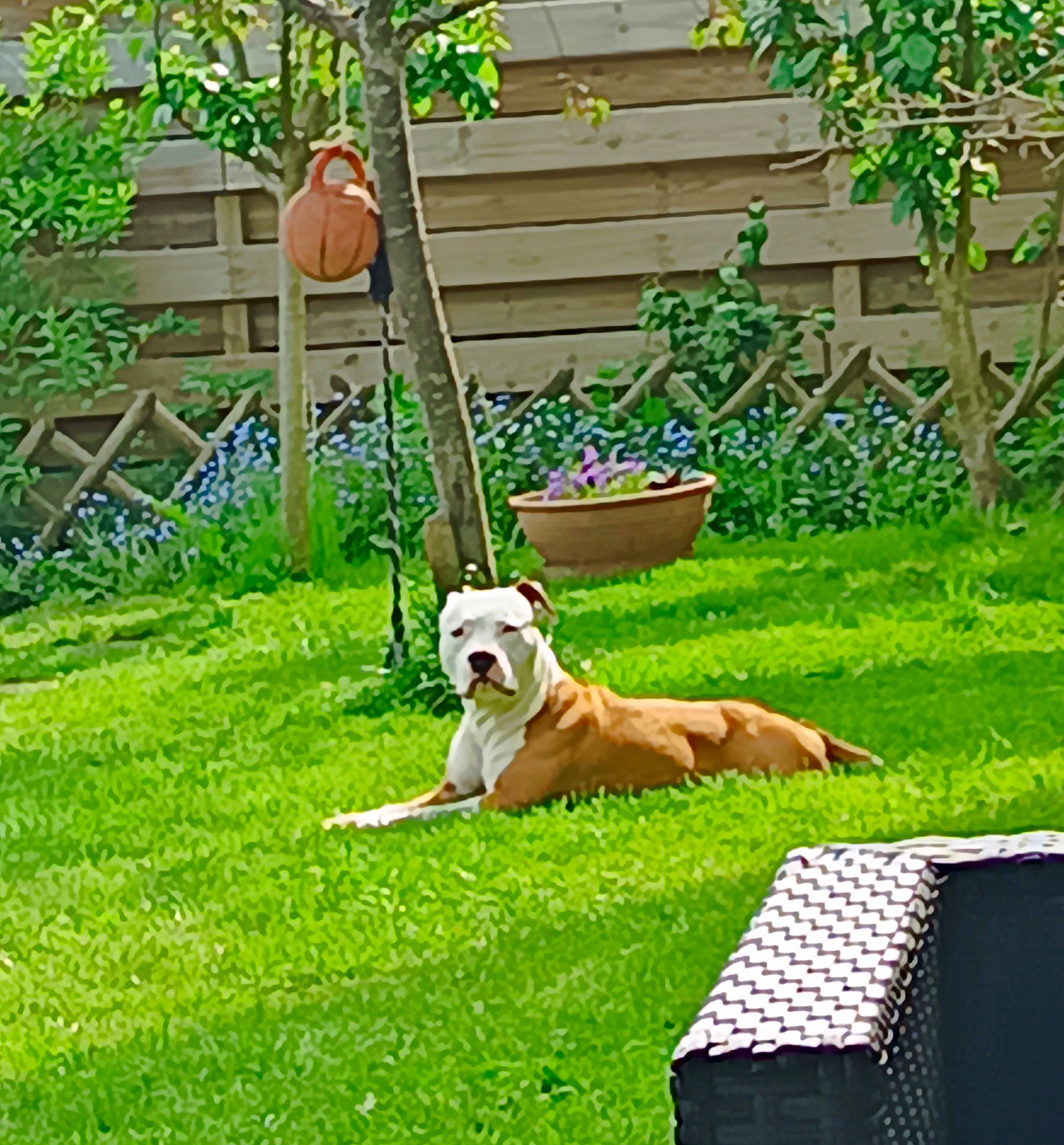 Tango a rejoint le concours — aidez-le/la à gagner de superbes lots ! carnivore, companion_dog, dog, dog_breed, dog_supply, door, fawn, flowerpot, garden, grass, groundcover, home, houseplant, landscaping, lawn, leisure, plant, porch, shrub, tail