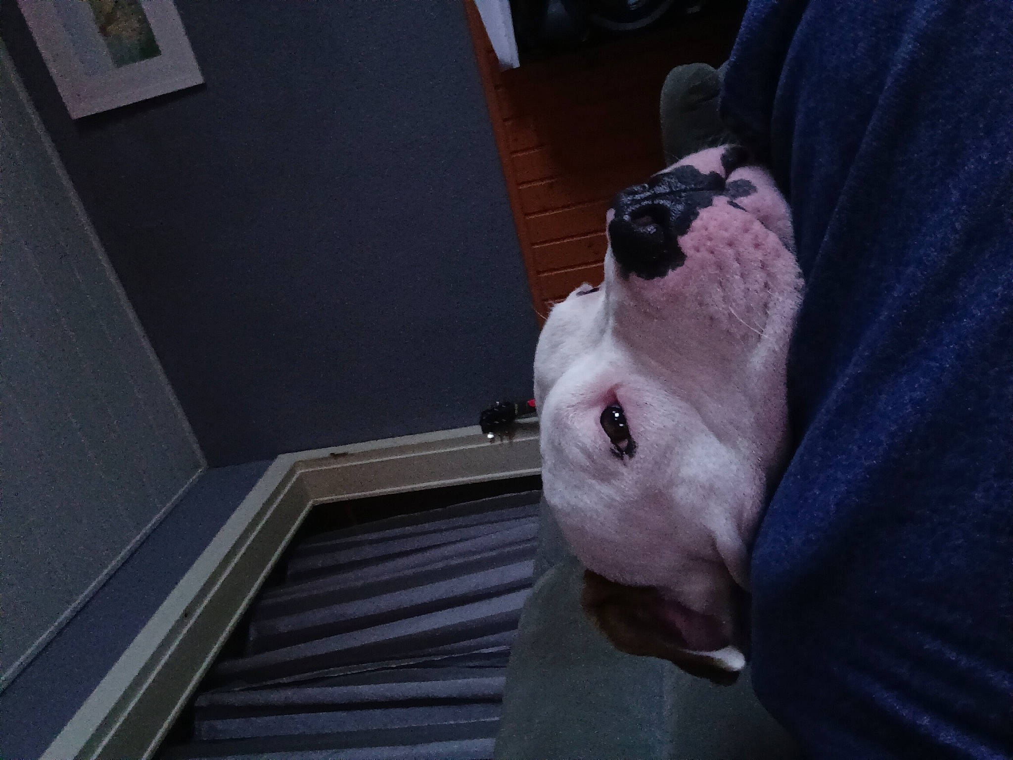 Tango participe au concours pour gagner de l'argent avec cette photo : bulldog, carnivore, comfort, companion_dog, dog, dog_breed, door, fawn, flooring, fur, hardwood, pug, snout, sporting_group, stairs, toy_dog, whiskers, wood, working_animal, wrinkle