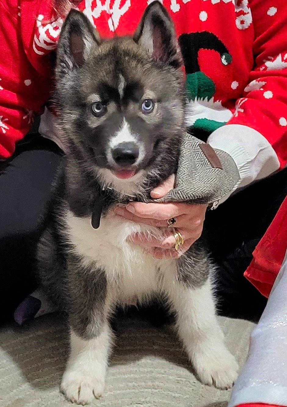 Togo joined the competition — help win amazing prizes! ancient_dog_breeds, canidae, carmine, carnivore, collar, companion_dog, cone, dog, dog_breed, foot, fur, non_sporting_group, pattern, plant, sleeve, snout, sporting_group, tail, working_animal, working_dog