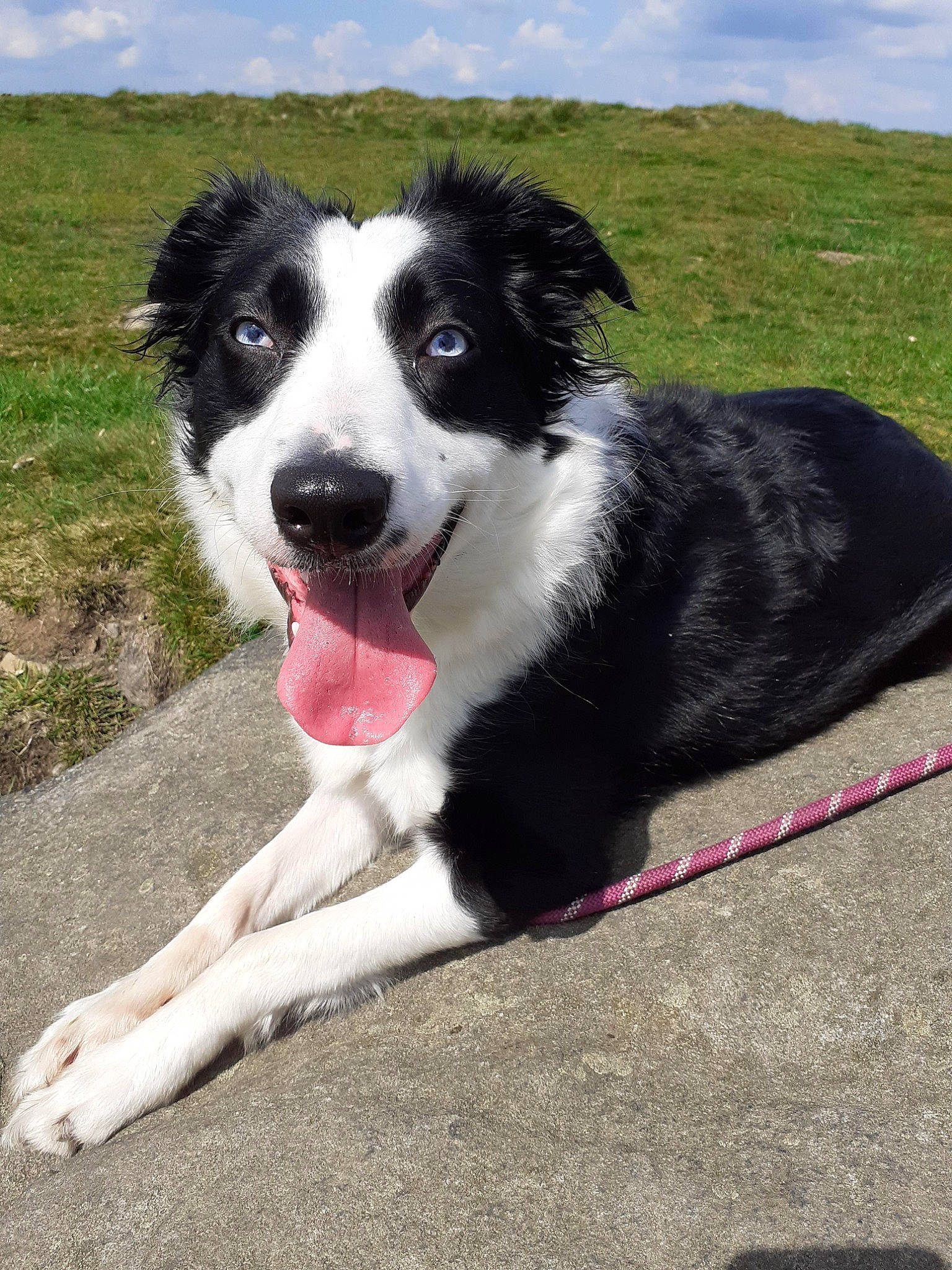 Skylar is registered to the contest to win money with this photo: australian_collie, border_collie, canidae, carnivore, cloud, companion_dog, dog, dog_breed, grass, herding_dog, mcnab, plant, sky, snout, sporting_group, working_dog