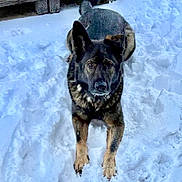 Oden is registered to the contest to win money with this photo: alert, animal, backyard, canine, cold, dog, ears, frozen, fur, german_shepherd, muzzle, nature, outdoor, paws, pet, play, snow, toy, white, winter