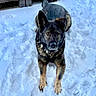 alert, animal, backyard, canine, cold, dog, ears, frozen, fur, german_shepherd, muzzle, nature, outdoor, paws, pet, play, snow, toy, white, winter