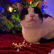 Gin joined the competition — help win amazing prizes! background_blur, black_and_white, cat, christmas_lights, christmas_tree, close_up, cozy, cute, decorations, feline, festive, holiday, holiday_decor, indoor, pet, red_velvet, relaxed, snowflake_ornament, soft_lighting, whiskers
