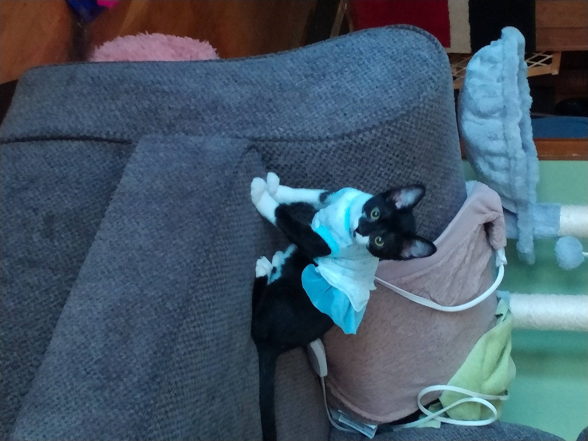 Tipper joined the competition — help win amazing prizes! bag, bedding, canidae, carnivore, collar, comfort, companion_dog, dog_breed, electric_blue, fawn, felidae, fur, grey, linens, pet_supply, room, small_to_medium_sized_cats, sporting_group, tail, toy_dog