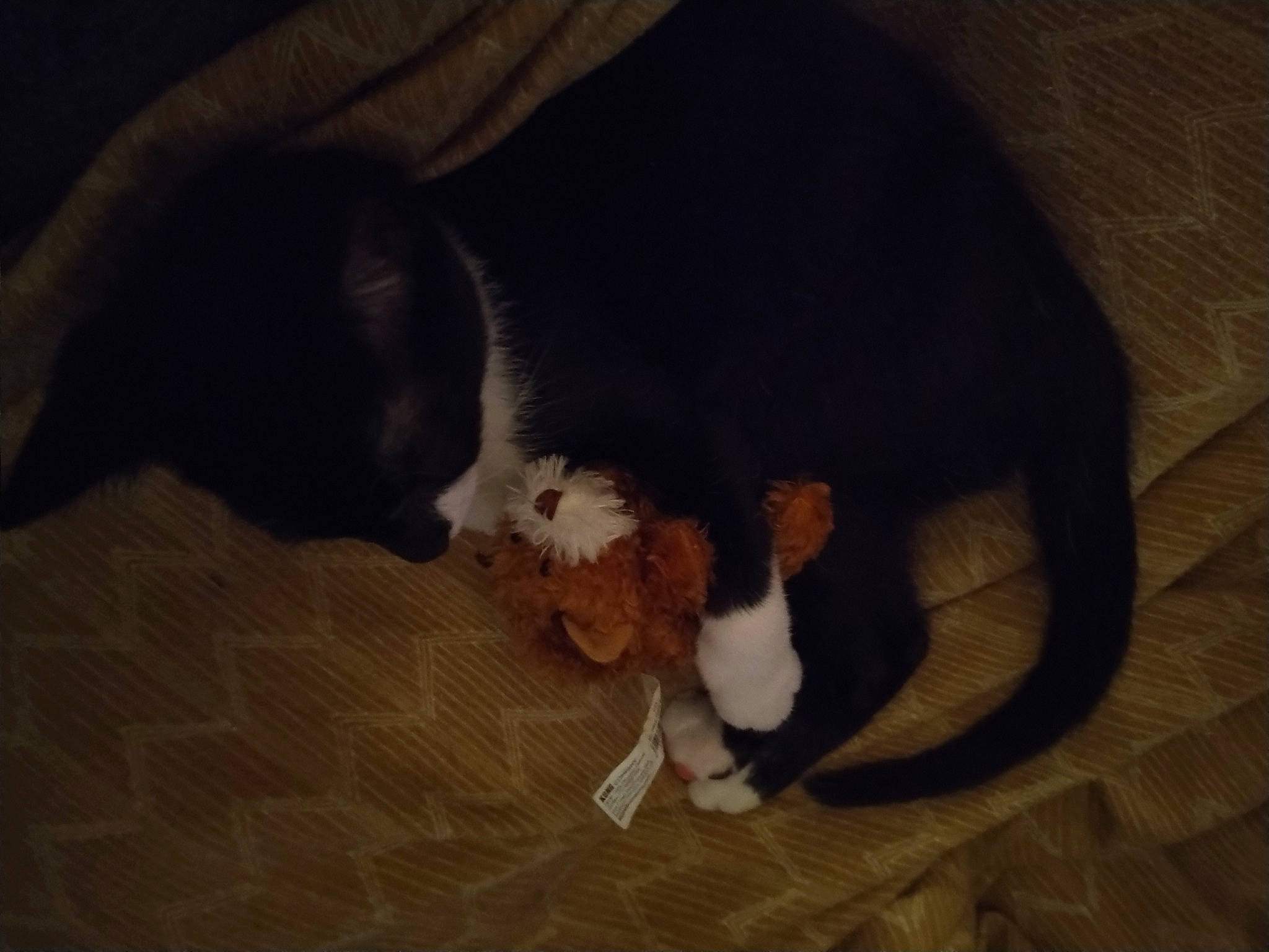 Tipper joined the competition — help win amazing prizes! brown, canidae, carnivore, cat, comfort, companion_dog, dog_breed, fawn, felidae, floor, flooring, fur, hardwood, mammal, small_to_medium_sized_cats, snout, sporting_group, tail, whiskers, wood