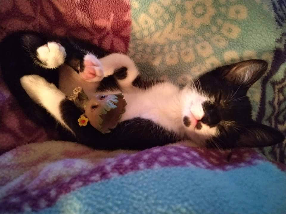 Tipper joined the competition — help win amazing prizes! carnivore, cat, claw, comfort, domestic_short_haired_cat, fawn, felidae, foot, fur, lap, linens, paw, pink, plant, small_to_medium_sized_cats, tail, textile, tree, whiskers, wood