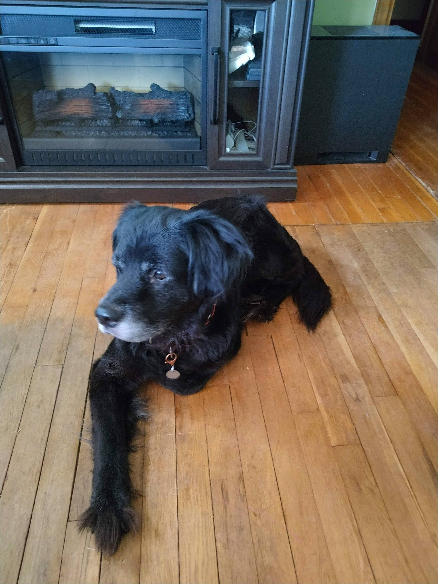 Oscar D. Grouch is registered to the contest to win money with this photo: carnivore, companion_dog, dog, dog_breed, floor, flooring, fur, gas, gun_dog, hardwood, home_appliance, kitchen_appliance, laminate_flooring, liver, plank, snout, varnish, wood, wood_flooring, wood_stain