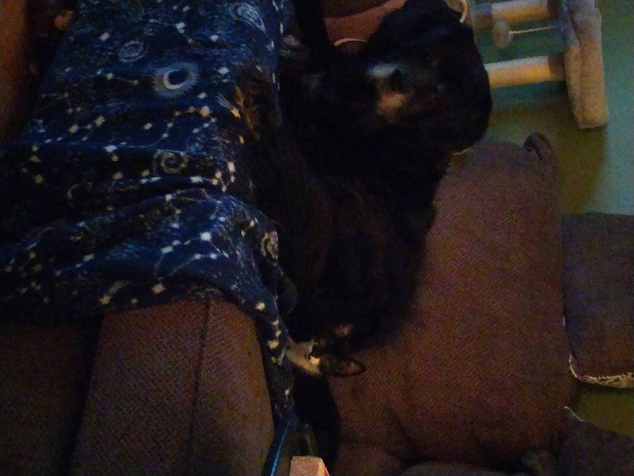 Oscar D. Grouch joined the competition — help win amazing prizes! automotive_tire, carnivore, comfort, companion_dog, dog, dog_breed, electric_blue, fawn, felidae, fur, human_leg, pattern, small_to_medium_sized_cats, sporting_group, tail, terrestrial_animal, thigh, whiskers, wood, working_animal