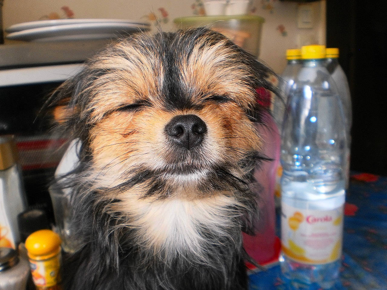 Choupinette participe au concours pour gagner de l'argent avec cette photo : canidae, carnivore, chinese_imperial_dog, companion_dog, dog, dog_breed, lhasa_apso, lowchen, mammal, morkie, puppy, rare_breed_dog, shih_tzu, small_terrier, sporting_group, terrier, toy_dog, vertebrate, yorkipoo, yorkshire_terrier