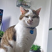 Arnie joined the competition — help win amazing prizes! cat, pet, animal, indoor, feline, collar, table, plant, succulent, decor, white, brown, fur, whiskers, ears, paws, home, sitting, portrait, curious