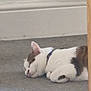 Arnie joined the competition — help win amazing prizes! cat, sleeping, collar, carpet, indoor, pet, fur, relaxed, animal, white, brown, floor, resting, domestic, cozy, quiet, home, mammal, cute, nap