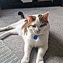 Arnie joined the competition — help win amazing prizes! cat, pet, indoor, carpet, rug, blue_tag, living_room, furniture, cabinet, gaming_console, plant, relaxed, white_cat, brown_patches, floor, domestic_animal, cute, animal, home, resting