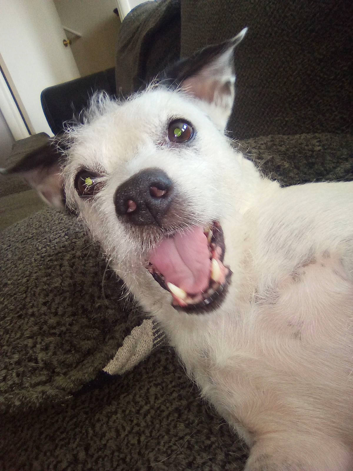 Sugar Love joined the competition — help win amazing prizes! carnivore, companion_dog, dog, dog_breed, ear, fang, flesh, foot, fur, jaw, non_sporting_group, paw, snout, sporting_group, terrestrial_animal, whiskers, working_animal