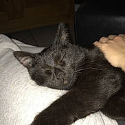 Hermione participe au concours pour gagner de l'argent avec cette photo : black, black_and_white, black_cat, british_shorthair, carnivore, cat, chartreux, ear, felidae, fur, kitten, leg, mammal, nap, nebelung, russian_blue, sleep, small_to_medium_sized_cats, tail, whiskers