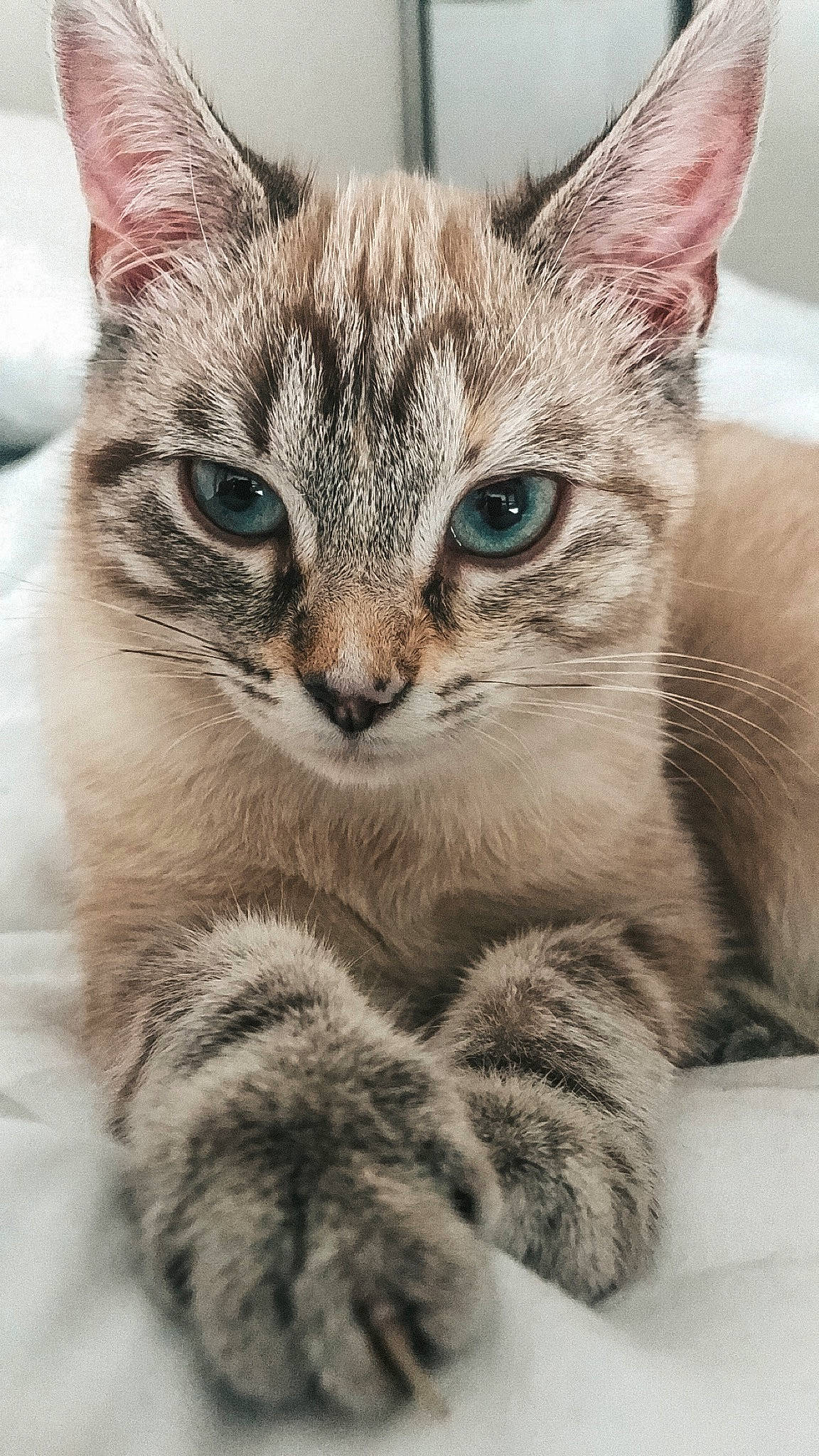 Poussière a rejoint le concours — aidez-le/la à gagner de superbes lots ! aegean_cat, american_shorthair, american_wirehair, asian, australian_mist, carnivore, cat, domestic_short_haired_cat, dragon_li, egyptian_mau, european_shorthair, felidae, kitten, mammal, singapura, small_to_medium_sized_cats, snout, tabby_cat, vertebrate, whiskers