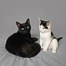 Minnie a rejoint le concours — aidez-le/la à gagner de superbes lots ! cat, kitten, black_cat, black_and_white_cat, pets, animals, indoor, gray_background, gray_blanket, cute, feline, sitting, looking, companions, young_cat, domestic_cat, fur, whiskers, ears, eyes