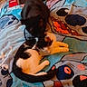 cat, black_cat, black_and_white_cat, blanket, cartoon_character, teddy_bear, stuffed_animal, bed, indoor, animal, pet, relaxing, feline, cute, cozy, soft_toys, home, resting, colorful, playful