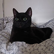 Minnie a rejoint le concours — aidez-le/la à gagner de superbes lots ! black_cat, cat, pet, animal, green_eyes, bed, bedding, blanket, indoor, fur, mammal, whiskers, ears, relaxed, resting, comfort, cozy, feline, domestic_cat, sleepy