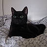 black_cat, cat, pet, animal, green_eyes, bed, bedding, blanket, indoor, fur, mammal, whiskers, ears, relaxed, resting, comfort, cozy, feline, domestic_cat, sleepy