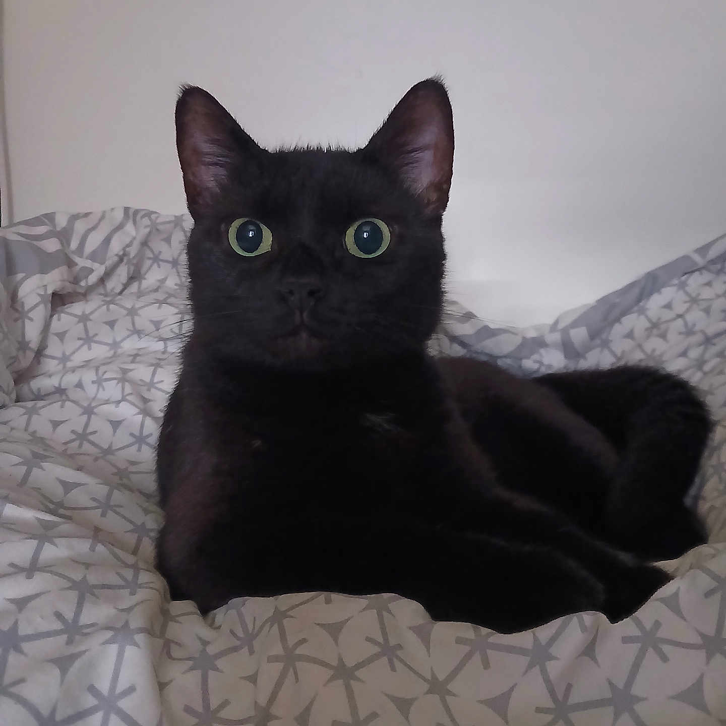Minnie a rejoint le concours — aidez-le/la à gagner de superbes lots ! black_cat, cat, pet, animal, indoor, bed, bedding, pattern, fur, green_eyes, resting, cute, feline, mammal, whiskers, ears, looking, close_up, domestic_cat, relaxing