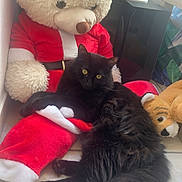 Mystère a rejoint le concours — aidez-le/la à gagner de superbes lots ! animal, black_cat, cozy, cute, decor, feline, floor, furry, home, indoor, large_tail, pet, plush_toy, relaxed, resting, sitting, soft, stuffed_animal, teddy_bear, yellow_eyes