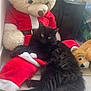 animal, black_cat, cozy, cute, decor, feline, floor, furry, home, indoor, large_tail, pet, plush_toy, relaxed, resting, sitting, soft, stuffed_animal, teddy_bear, yellow_eyes