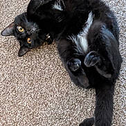 Tiana is registered to the contest to win money with this photo: animal, black_cat, carpet, cat, close_up, curled_paws, cute, domestic_animal, feline, fluffy, fur, golden_eyes, indoor, lying_down, paws, pet, playful, relaxed, tail, whiskers