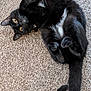 animal, black_cat, carpet, cat, close_up, curled_paws, cute, domestic_animal, feline, fluffy, fur, golden_eyes, indoor, lying_down, paws, pet, playful, relaxed, tail, whiskers