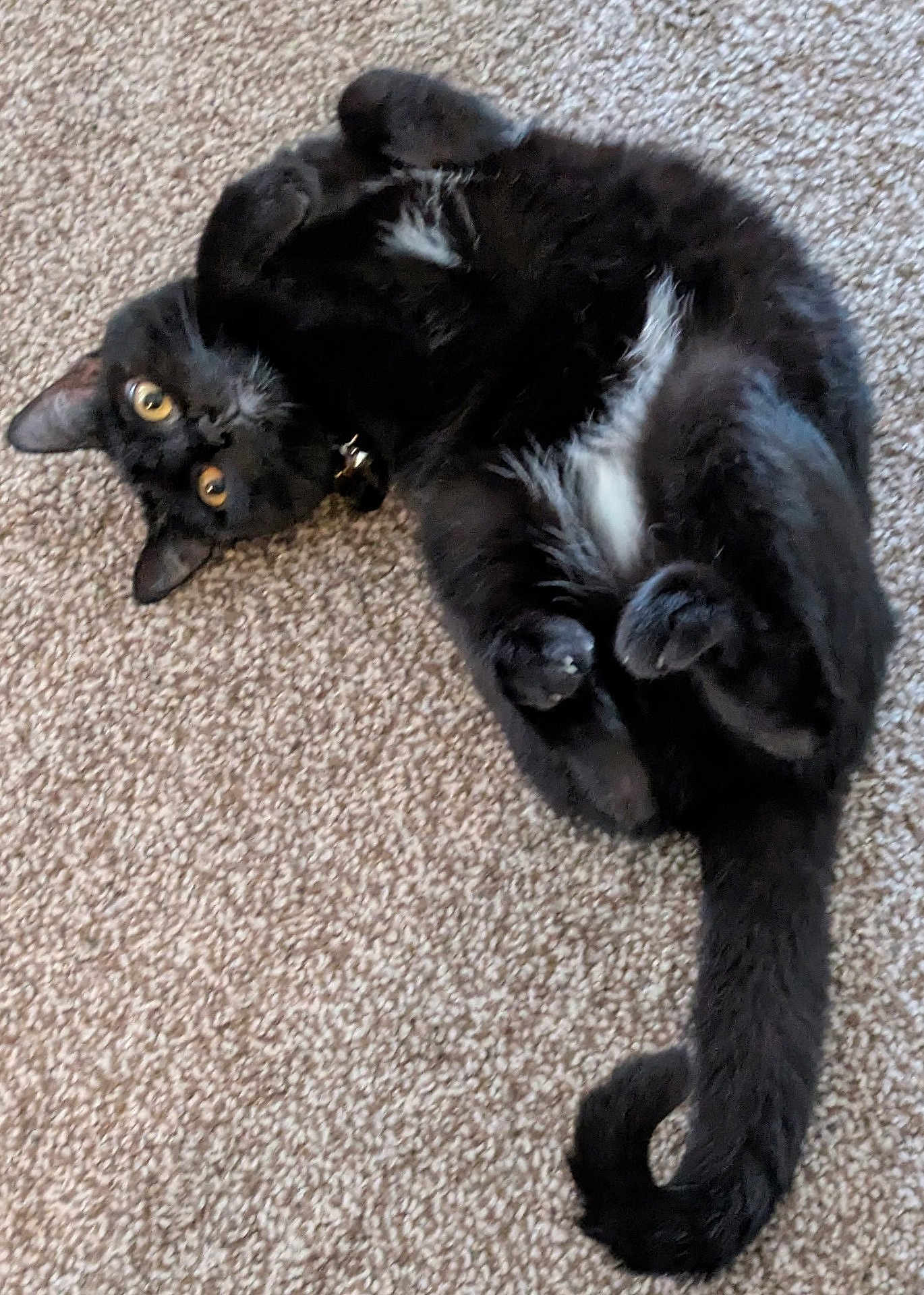 Tiana